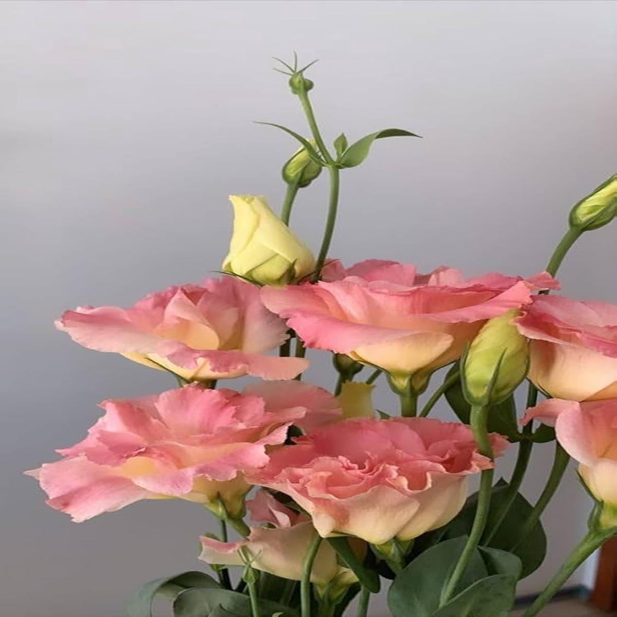 Peach Eustoma (Lisianthus) Flower Seeds for Planting Heirloom, Non-GMO Compact Organic Garden Seeds