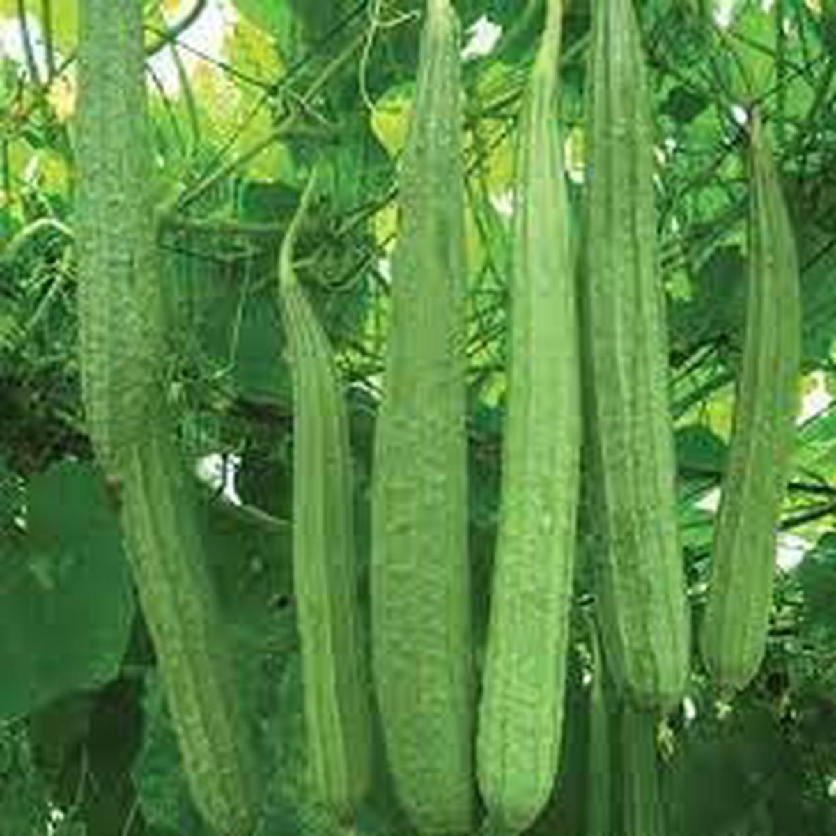 Ridge Gourd Vegetable Seeds for Planting Heirloom & Non-GMO Garden Seeds