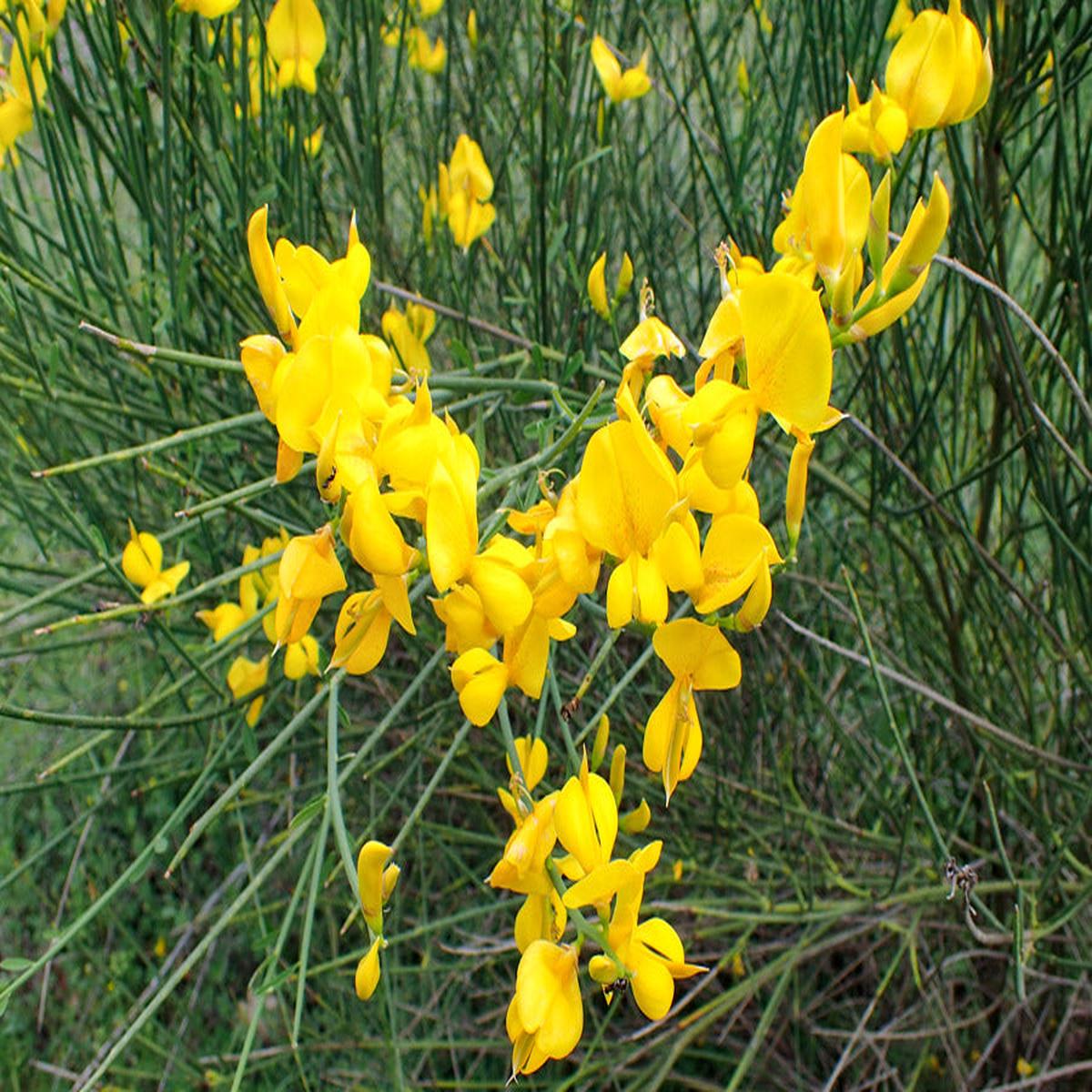 Spartium Flower Seeds for Planting Heirloom, Non-GMO, High Germination