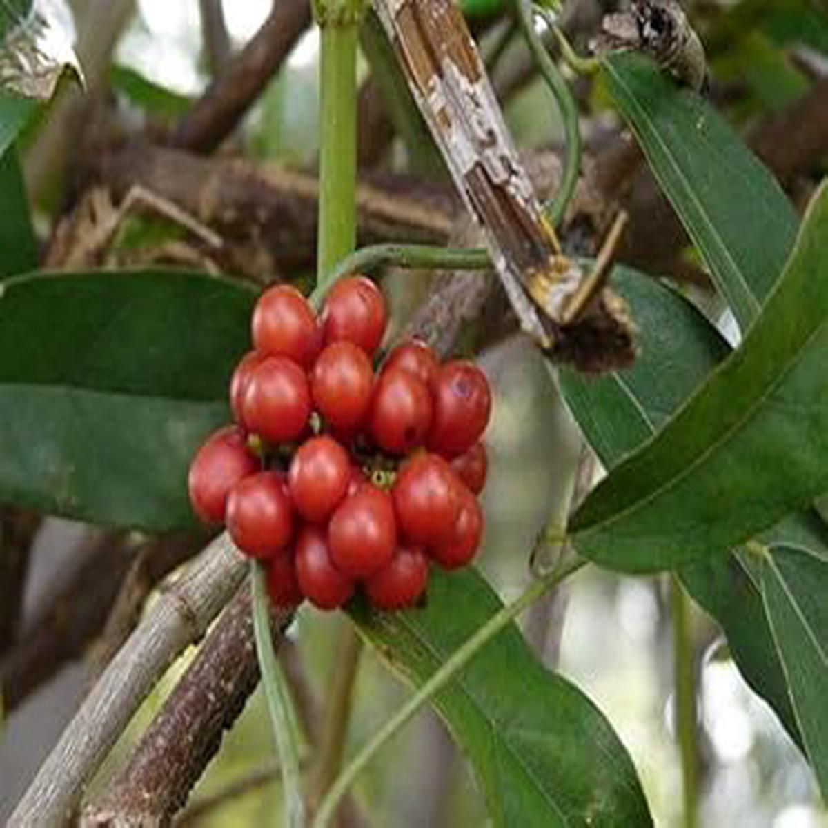 Tiliacora Fruit Seeds for Planting Rare Heirloom & Non-GMO Climbing Variety for Home Gardens