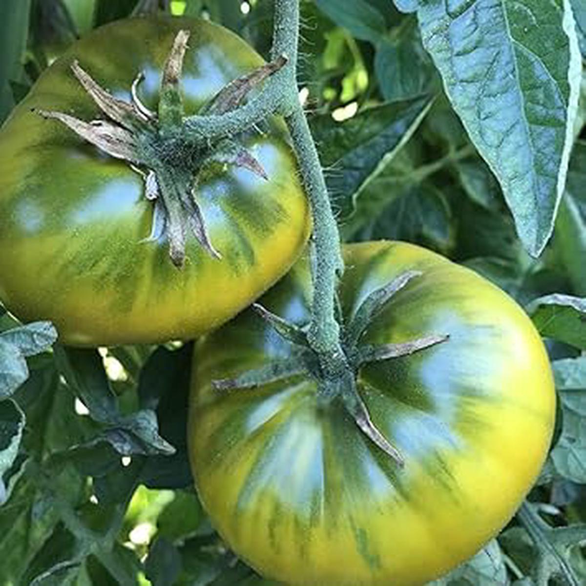 Tomato Vegetable Seeds for Planting Heirloom & Non-GMO Garden Seeds