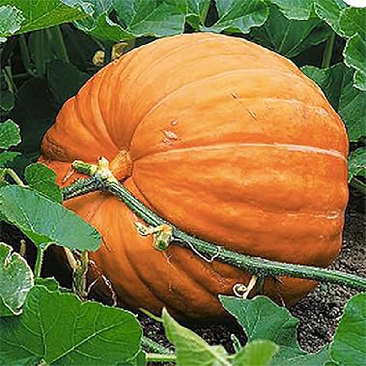 Wallace Whoppers Giant Pumpkin vegetable seeds for planting - Heirloom & Non-GMO Garden seeds for huge harvests