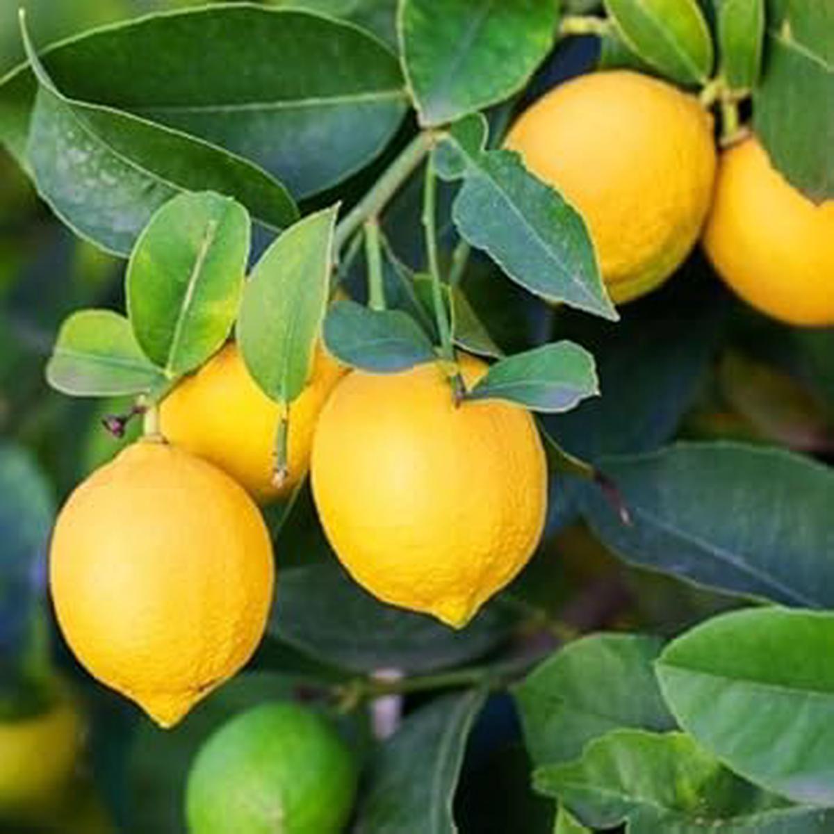 Yellow Lemon Fruit Seeds  Low-Acid, Refreshing Citrus, Heirloom & Non-GMO Seeds