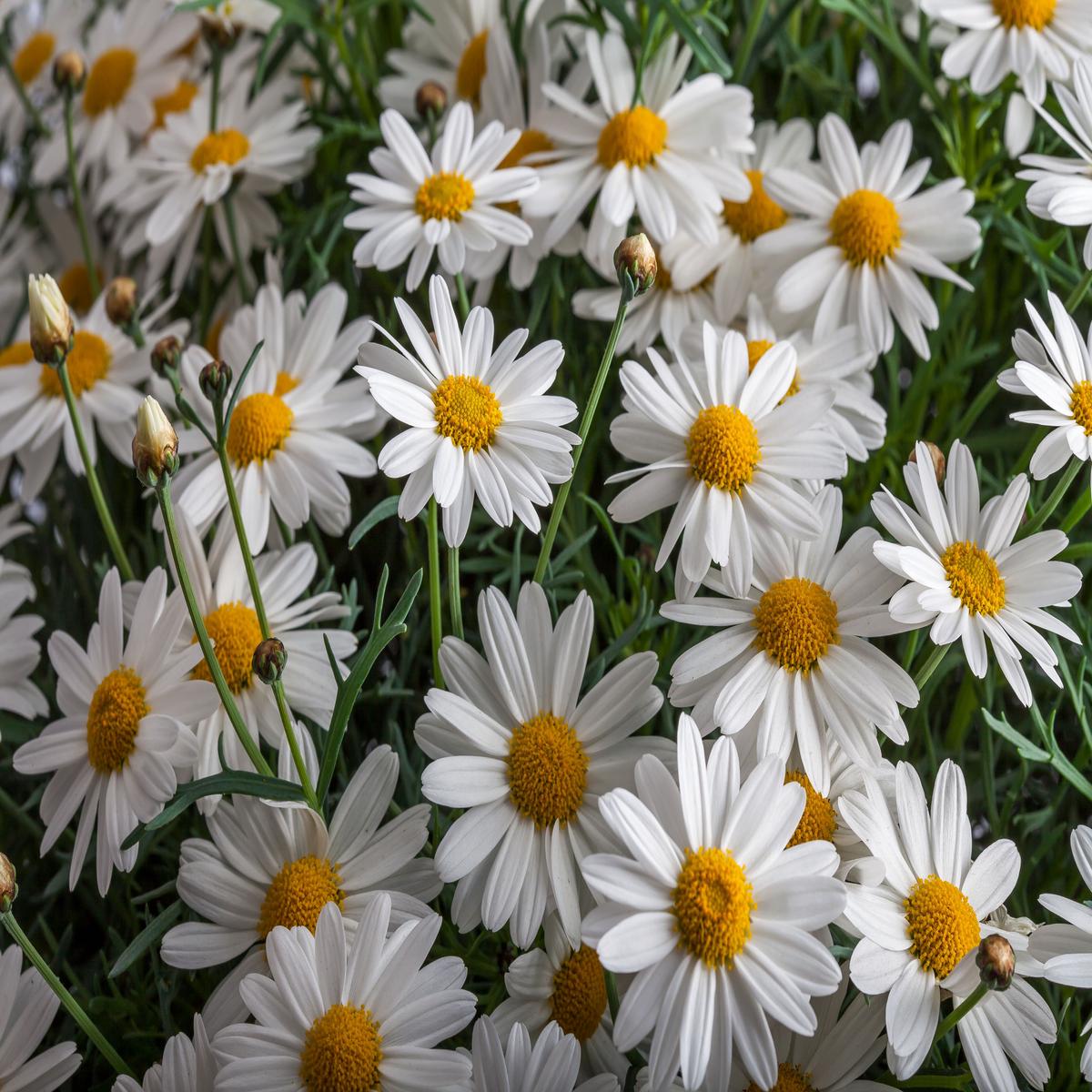 Yellow White Argyranthemum Flower Seeds for Planting  Heirloom Non-GMO, High Germination Organic Garden Seeds