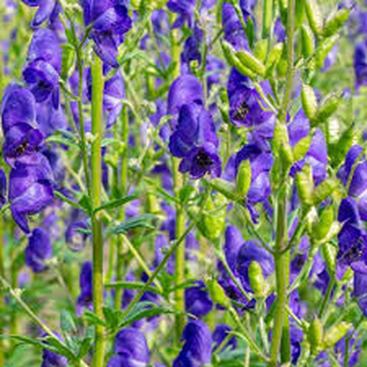 Aconitum Flower seeds for Planting  Perfect for Borders, Heirloom & GMO Free Seeds for Home Garden, High Germination