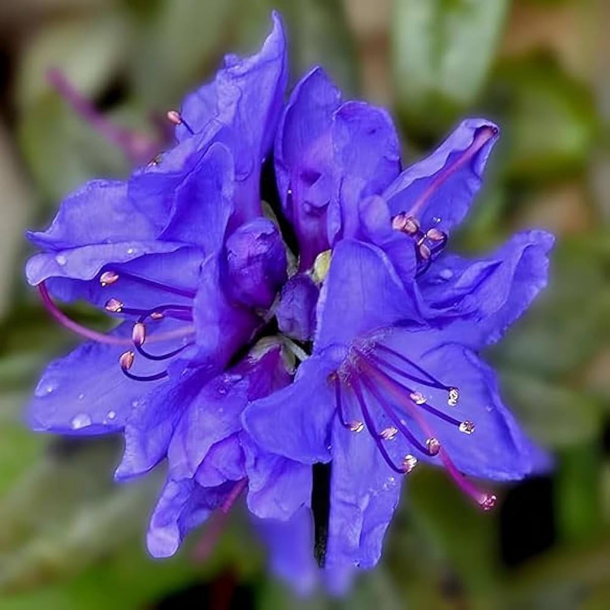 Blue Azalea Flower Seeds for Planting - Heirloom, Non-GMO, Pollinator Friendly Organic Garden Seeds