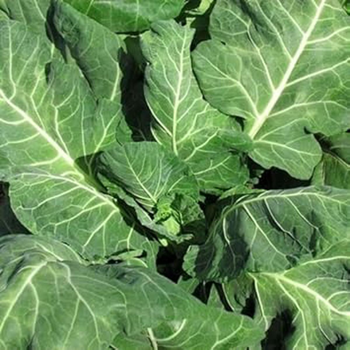Green Collards Vegetable Seeds for Planting Heirloom & Non-GMO Leafy Greens for Nutritious Garden Harvests