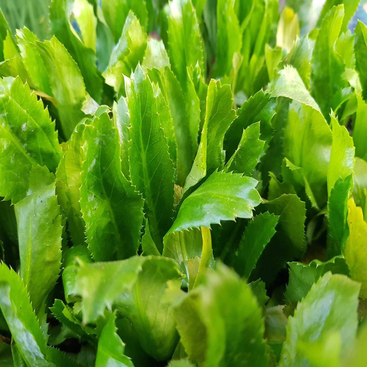 Green Culantro Herb Seeds for Planting  Heirloom, Non-GMO, Organic Garden Seeds with High Germination