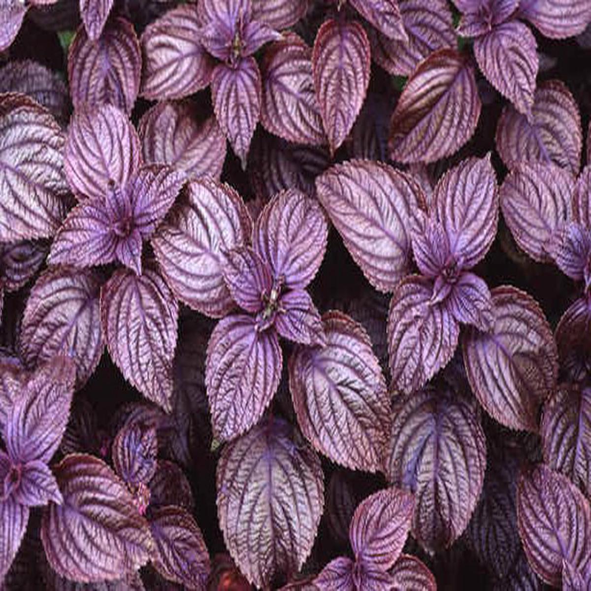 Purple Frutescens Perilla Herb Seeds for Planting Heirloom, Non-GMO, Organic Garden Seeds with High Germination