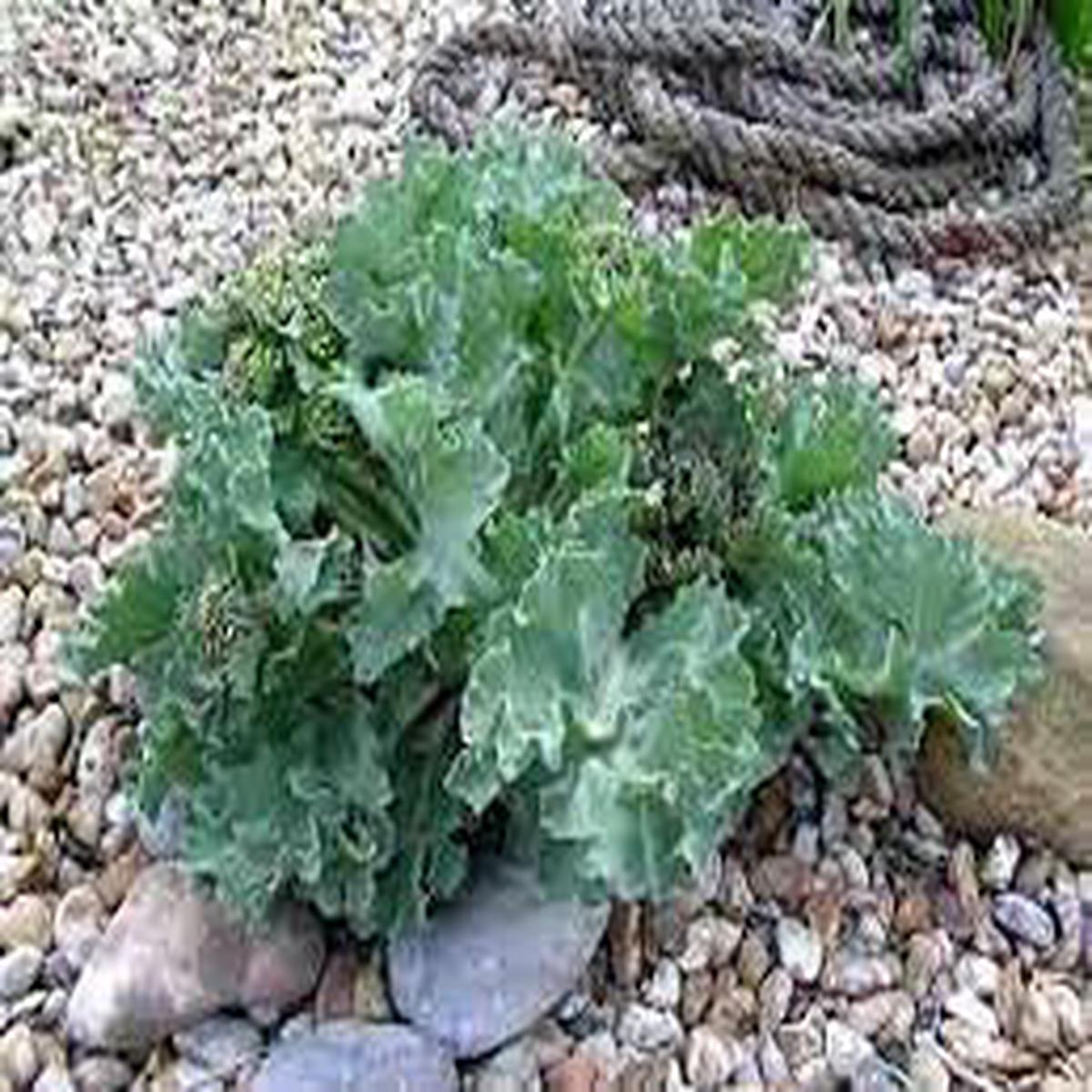 Sea Kale Vegetable Seeds for Planting Heirloom & Non-GMO Garden Seeds