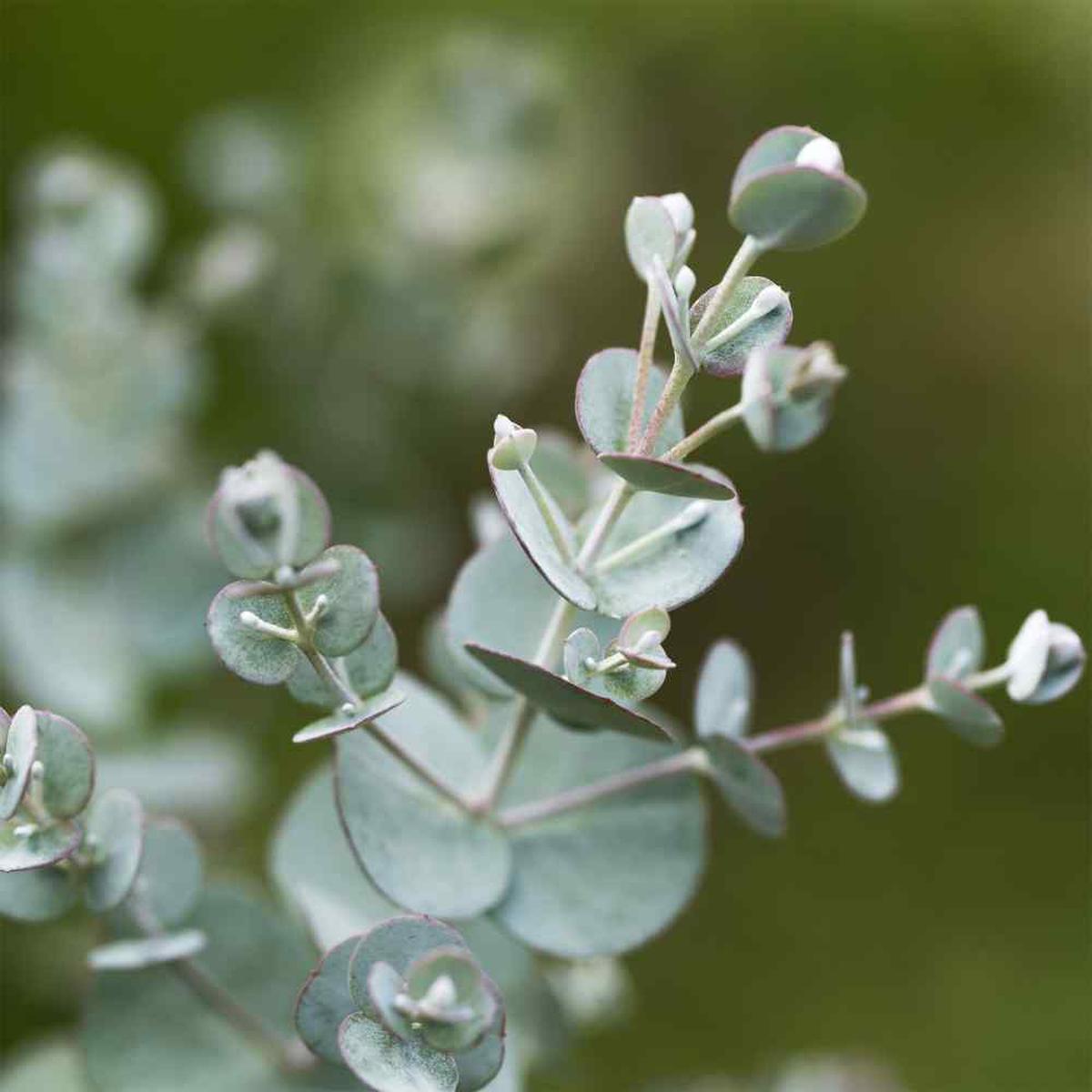 Silver Eucalyptus Herb Seeds for Planting Heirloom, Non-GMO, Organic Garden Seeds with High Germination
