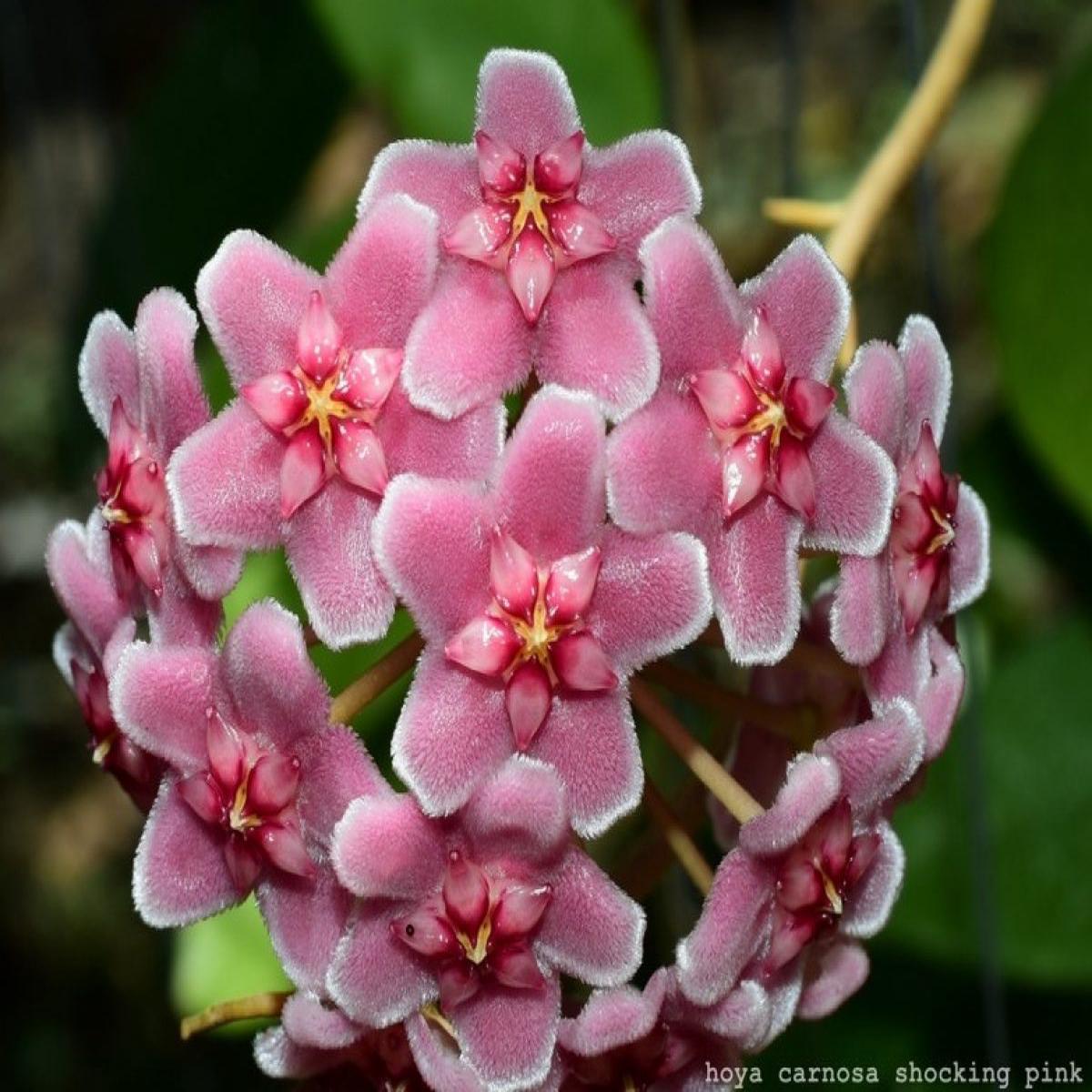 Soft Pink Hoya Flower Seeds for Planting Heirloom, Non-GMO, High Germination, Colorful Display