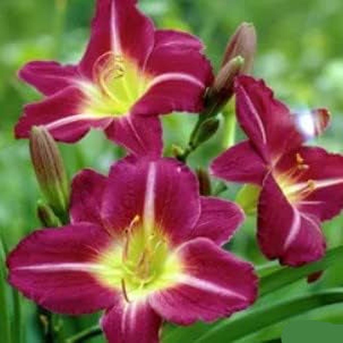 Violet Hemerocallis Flower Seeds for Planting Heirloom, Non-GMO, Easy-to-Grow Garden Seeds