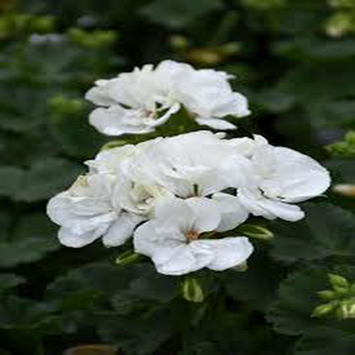 White Geranium Flower Seeds for Planting Heirloom, Non-GMO, High Germination Organic Garden Seeds