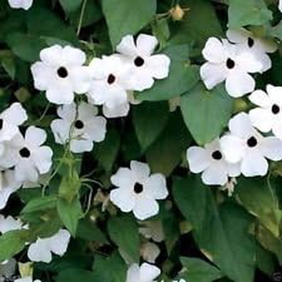 White Thunbergia Flower Seeds for Planting | Heirloom Non-GMO High Germination