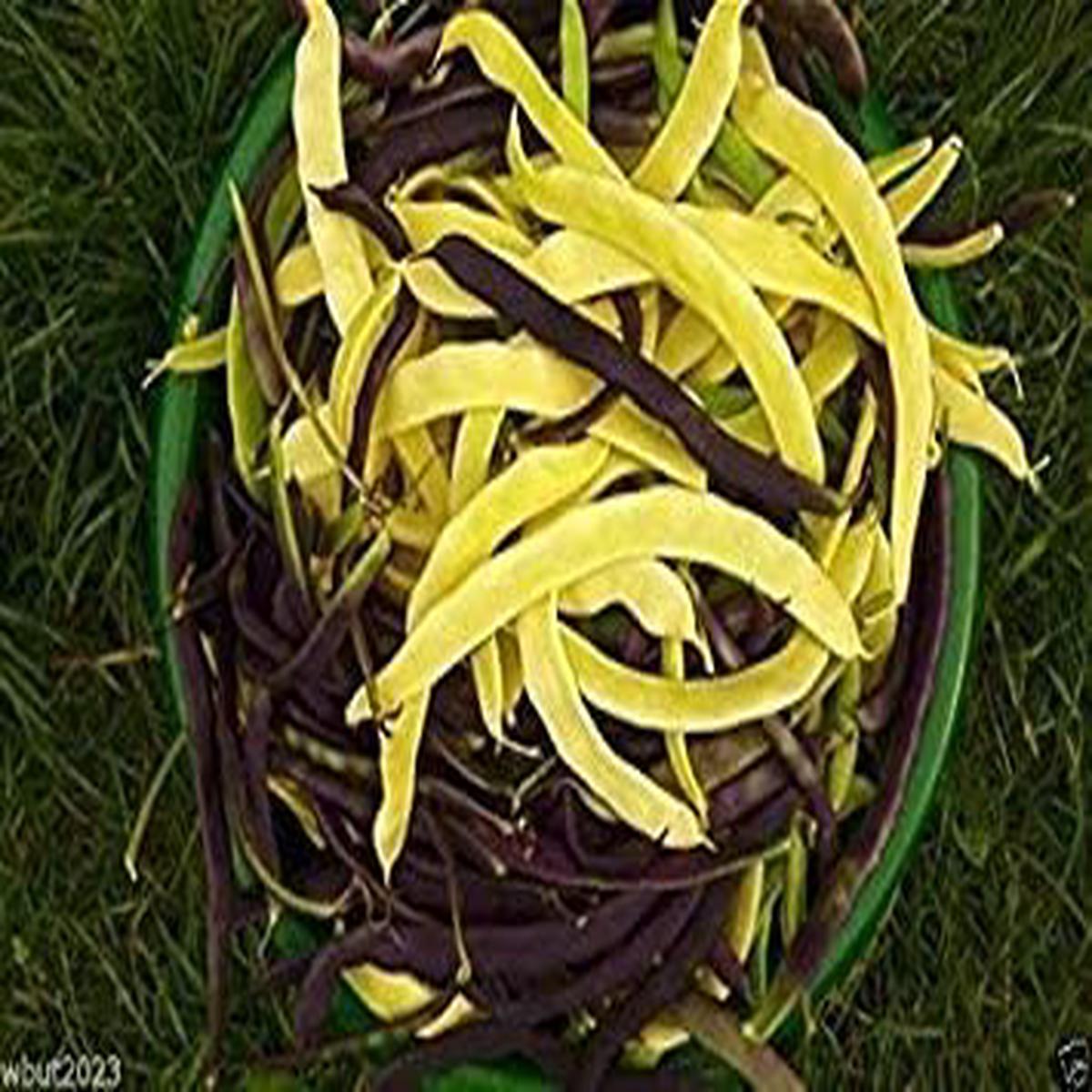 Yellow Black Bacau Vegetable Seeds for Planting  Heirloom & Non-GMO Garden Seeds