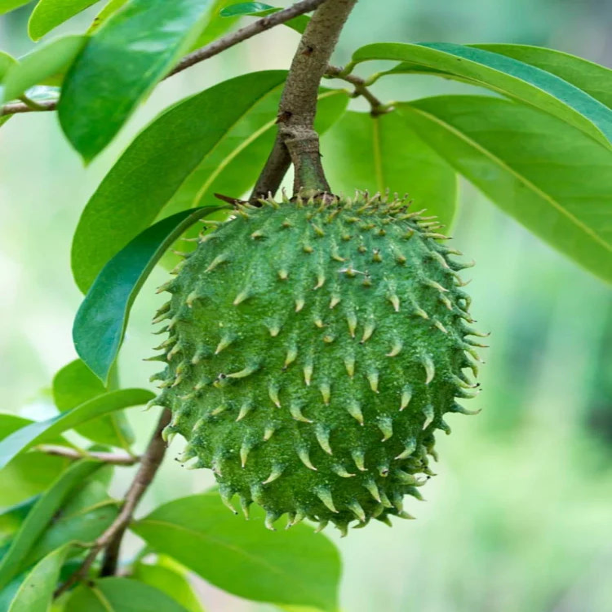 Annona Muricata fruit seeds for planting - Heirloom & Non-GMO garden seeds for tropical custard fruits
