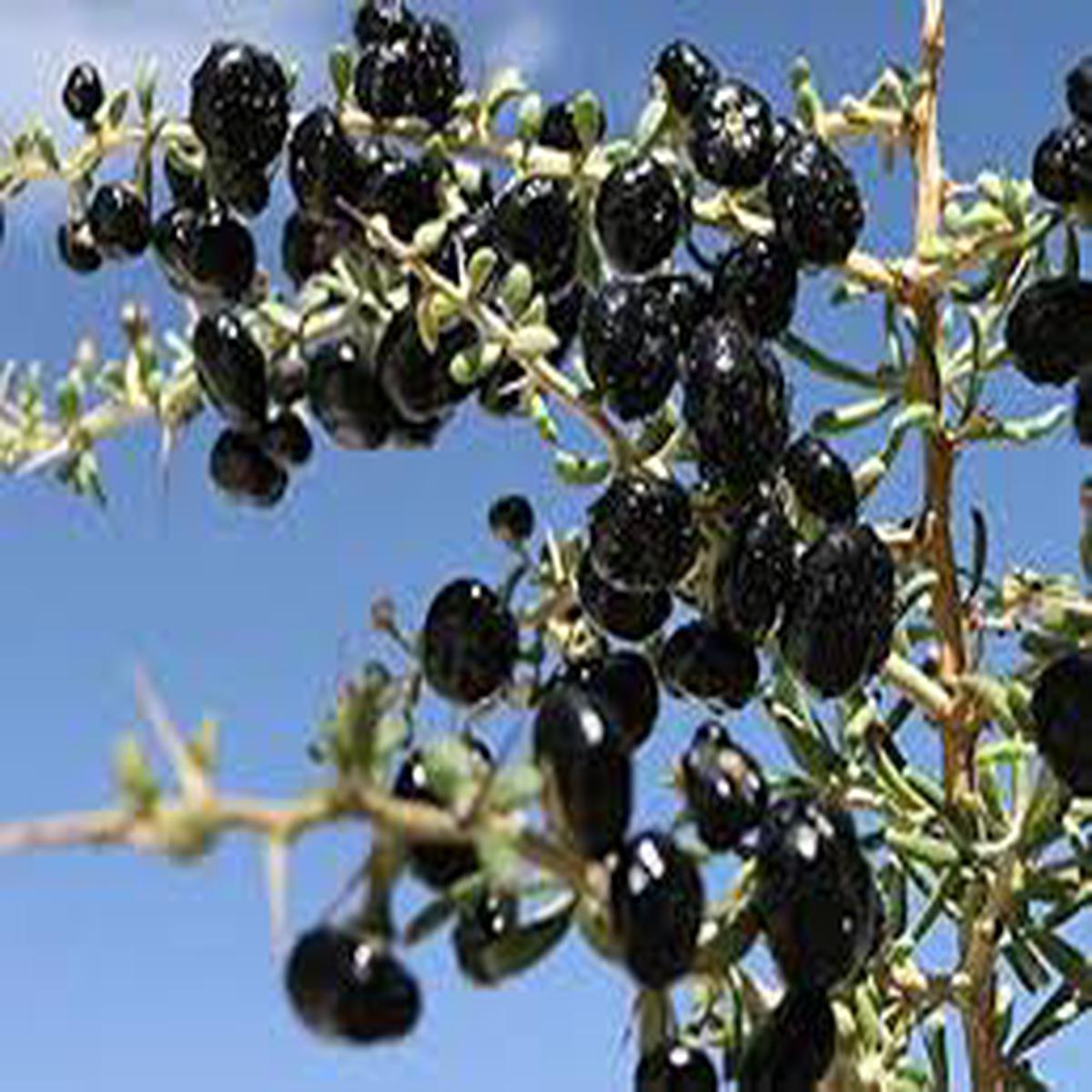 Black Goji Berry fruit seeds for planting Heirloom & Non-GMO antioxidant-rich garden seeds