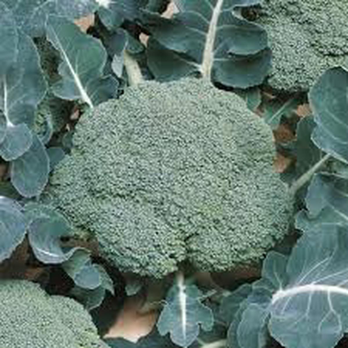 Broccoli Seeds for Planting  Heirloom, Non-GMO, Organic Garden Seeds, High Germination, Nutrient-Rich for Kitchen Gardens