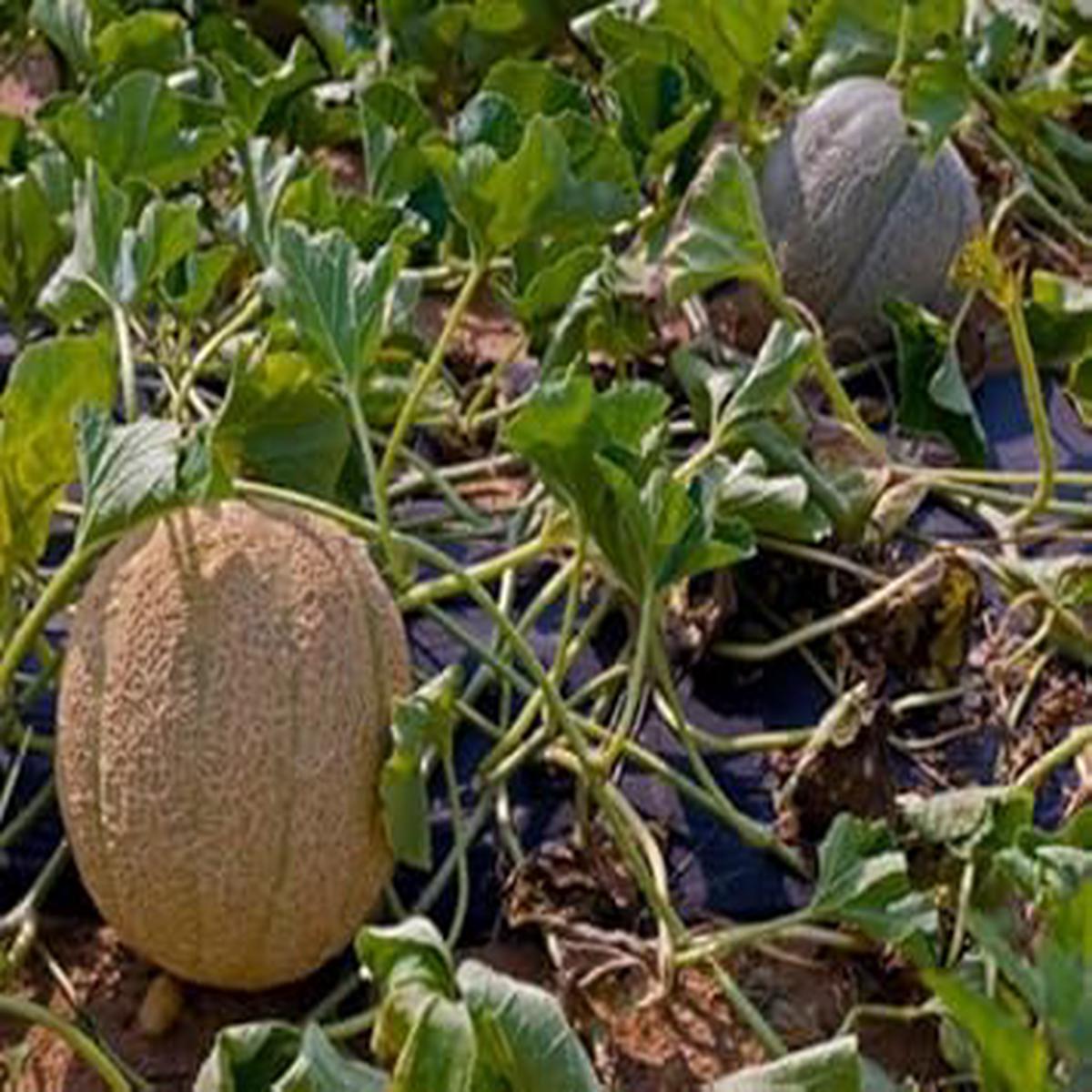 Brown Muskmelon Fruit Seeds for Planting  Heirloom, Non-GMO, High Germination Organic Garden Melon Seeds