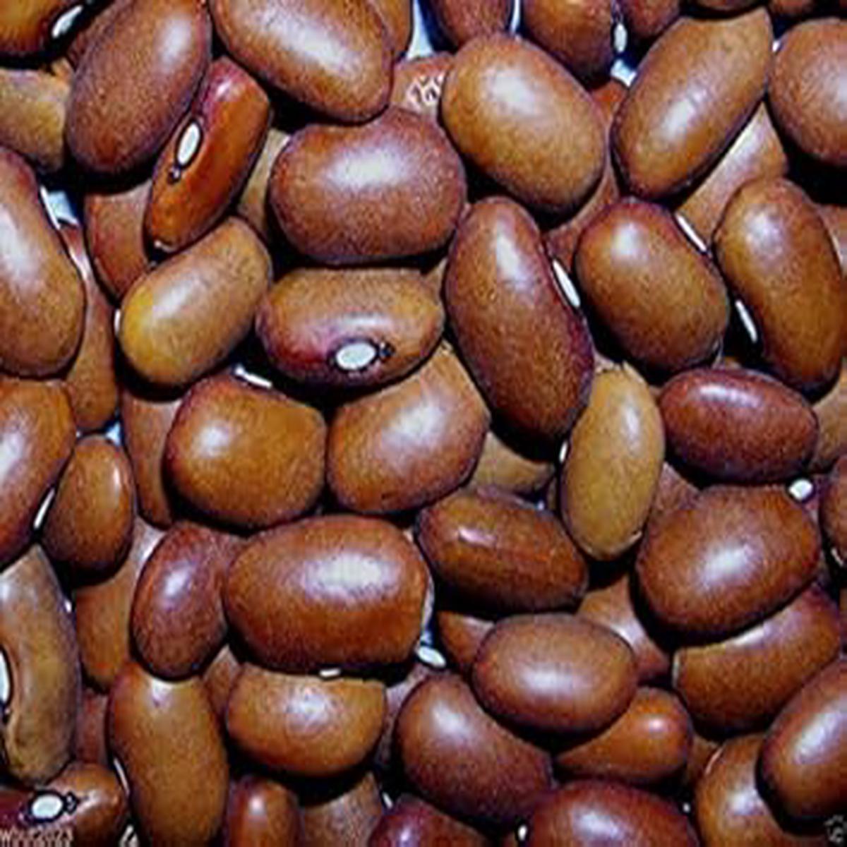 Brown Swedish Beans Vegetable Seeds for Planting  Heirloom & Non-GMO Garden Seeds for Traditional Dishes