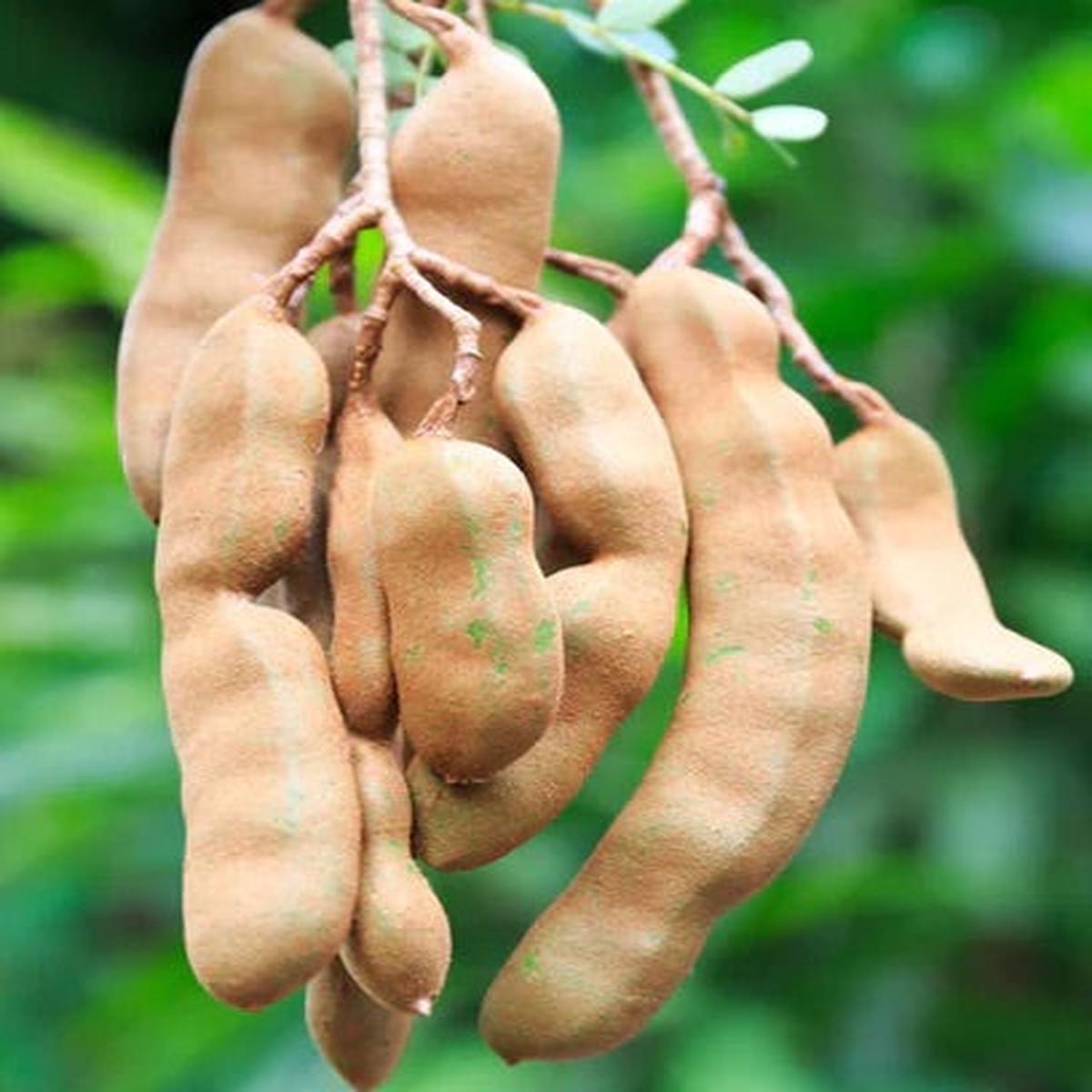 Brown Tamarind Seeds for Planting Heirloom Non-GMO Tangy Fruit Vegetable Garden Seeds with High Germination