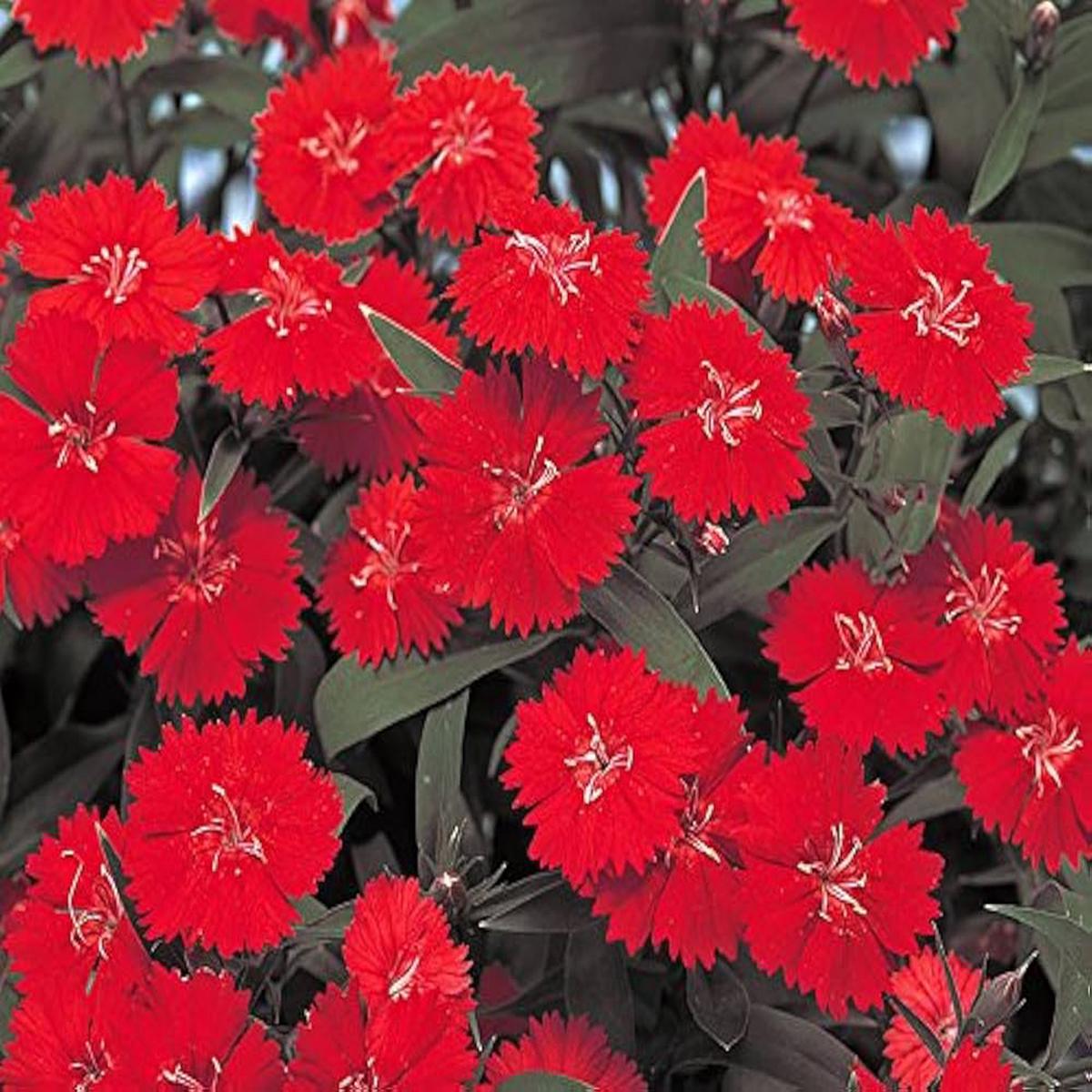 Burgundy Dianthus Flower Seeds for Planting  Hardy, Fragrant Blooms