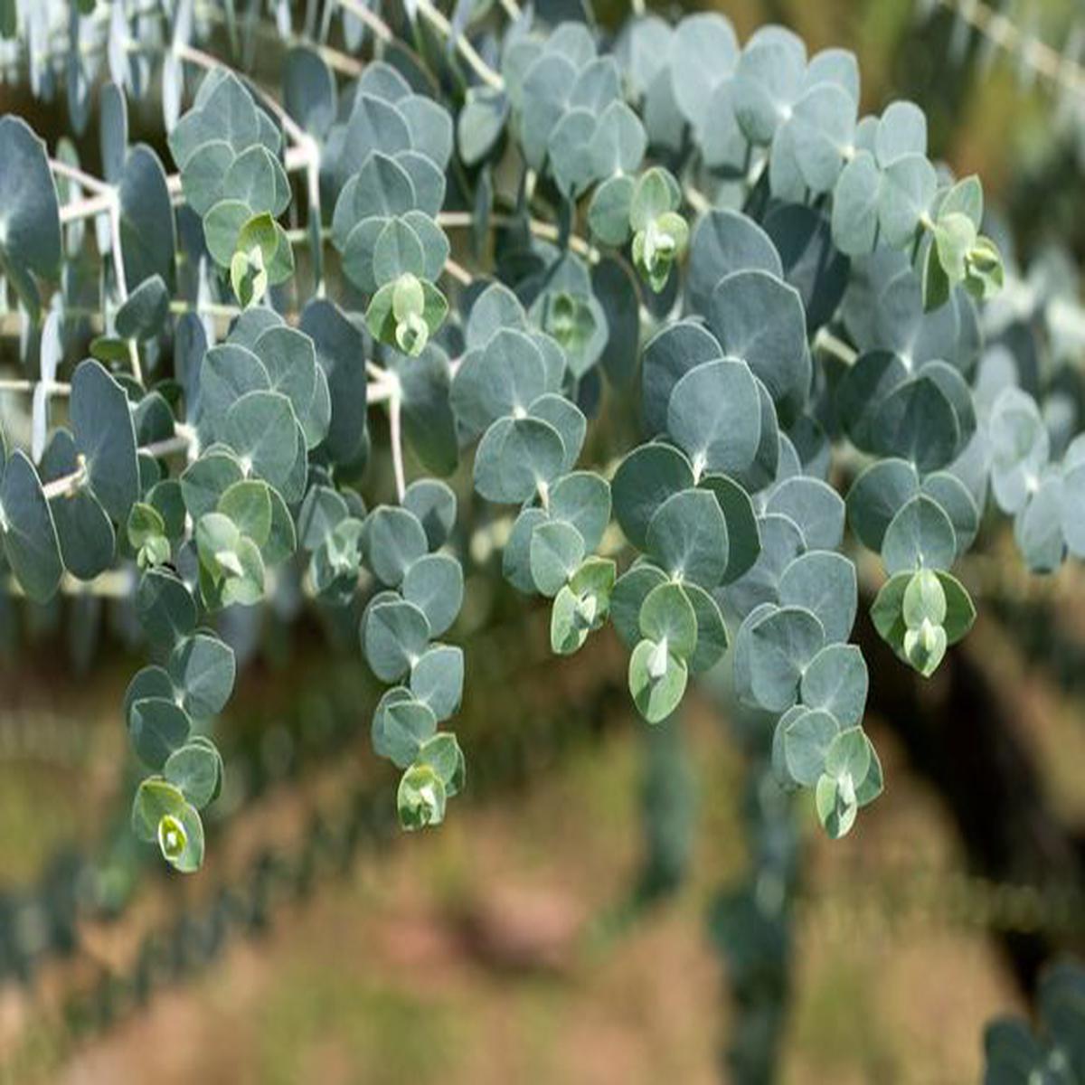 Eucalyptus Globulus Herb Seeds for Planting Heirloom, Non-GMO Seeds for Aromatic Home Gardens