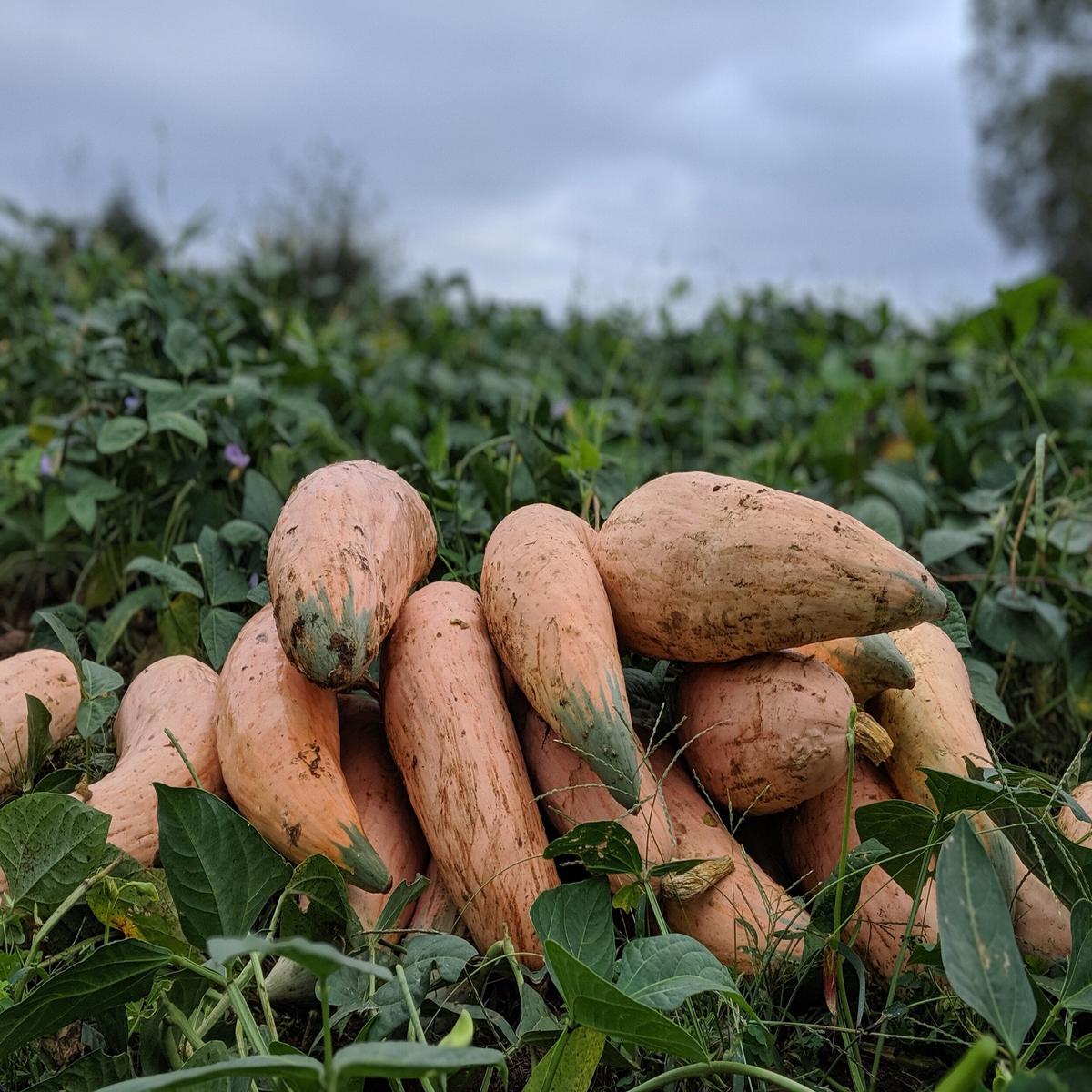 Georgia Candy Roaster Seeds for Planting Heirloom, Non-GMO, Sweet Winter Squash High Germination