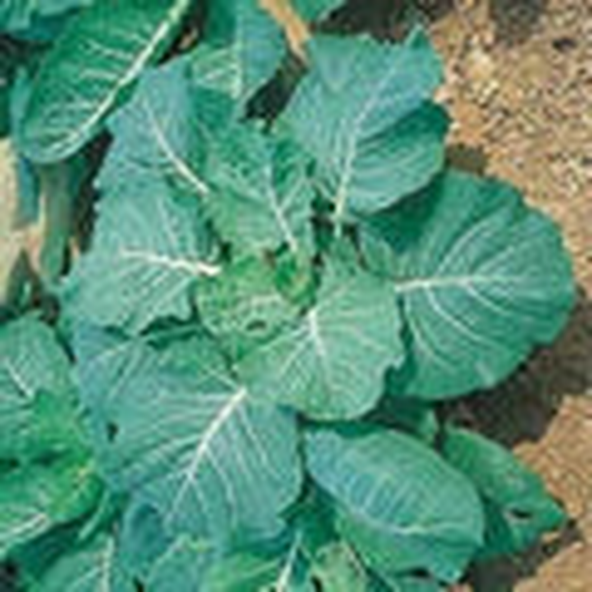 Georgia Collard Greens Seeds  Heirloom, High Yield, Fast-Growing