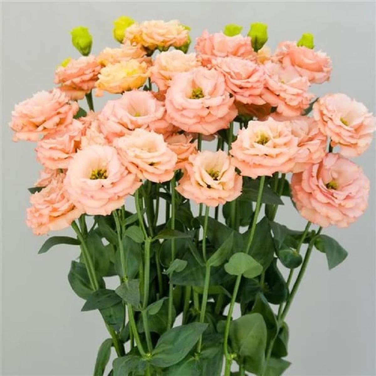 Light Orange Eustoma Flower Seeds for Planting Heirloom, Non-GMO, High Germination Organic Garden Seeds