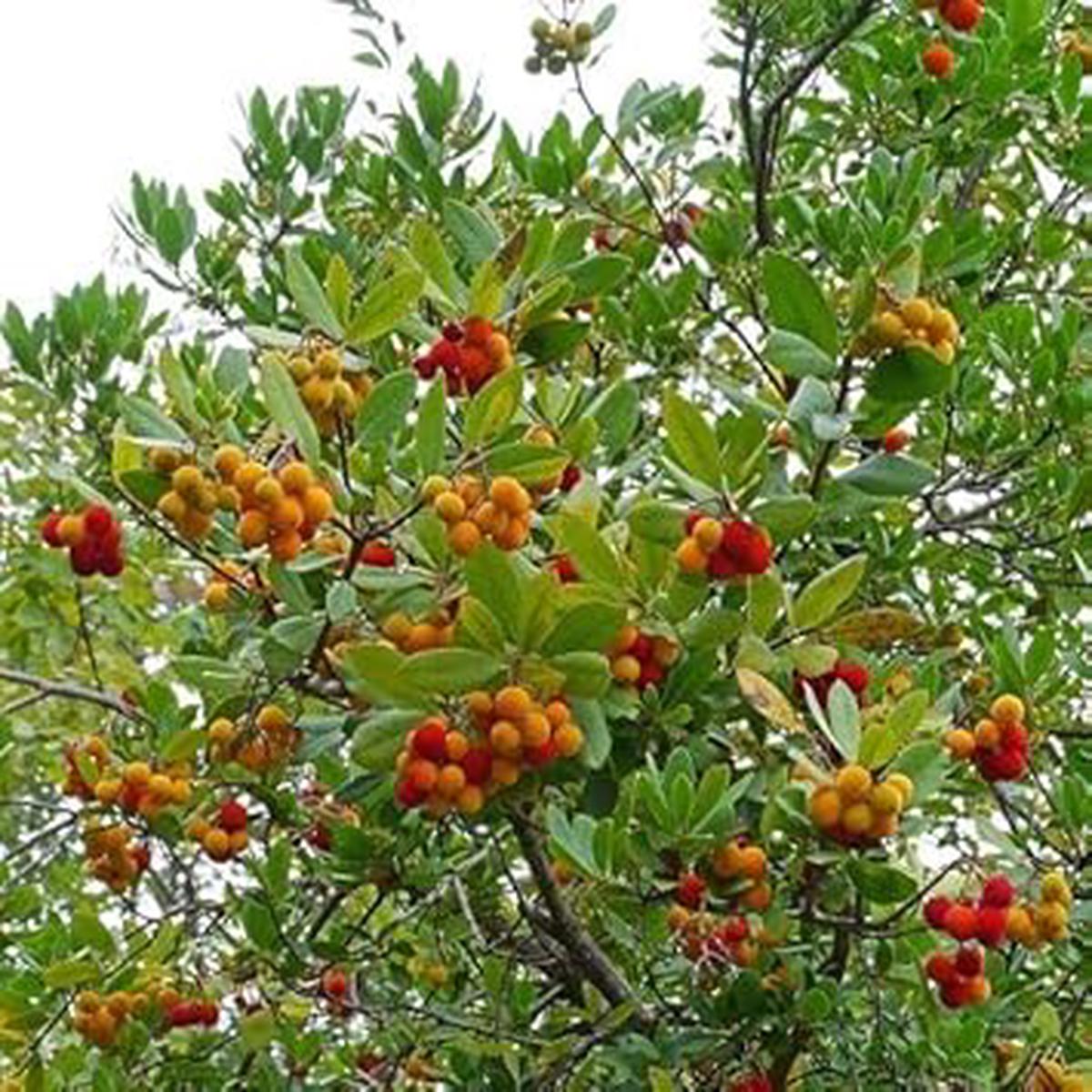 Mixed Arbutus unedo Strawberry Fruit Seeds Heirloom & Non-GMO Garden Seeds 100 pcs