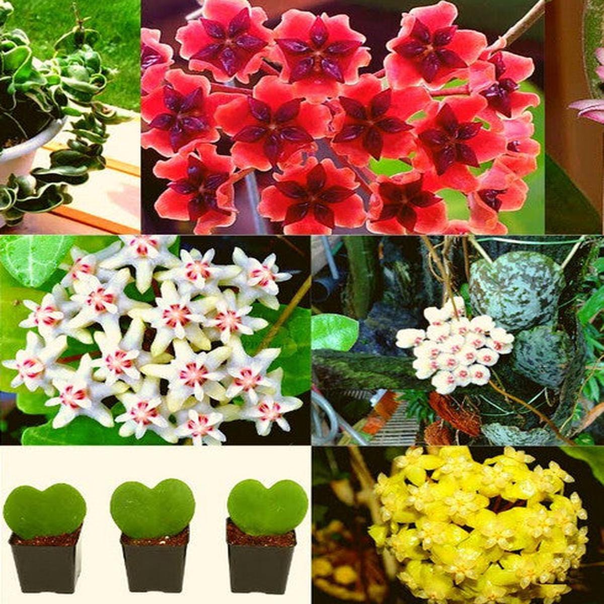 Multi-Colored Hoya Flower Seeds for Planting Heirloom, Non-GMO, Easy to Grow, High Germination