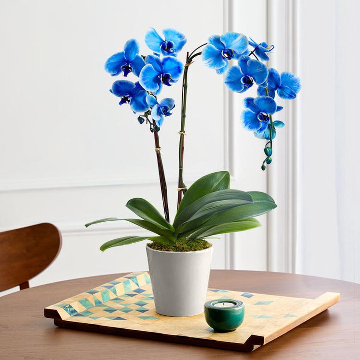 Sky Blue Phalaenopsis Flower Seeds for Planting Heirloom, Non-GMO, High Germination Garden Seeds