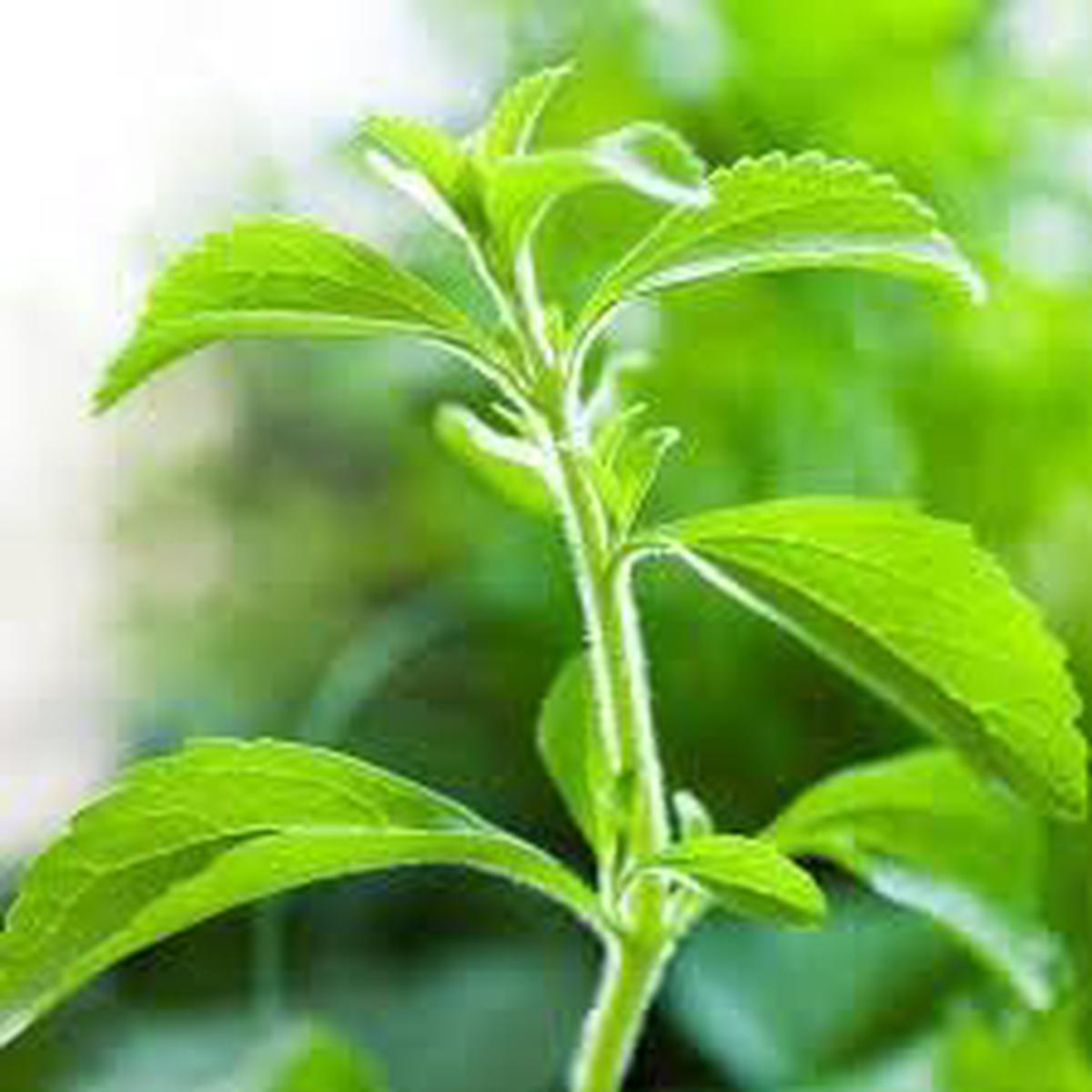 Stevia Herb Seeds for Planting Heirloom, Non-GMO, Organic Garden Seeds with High Germination for Sweet Indoor & Outdoor Gardens