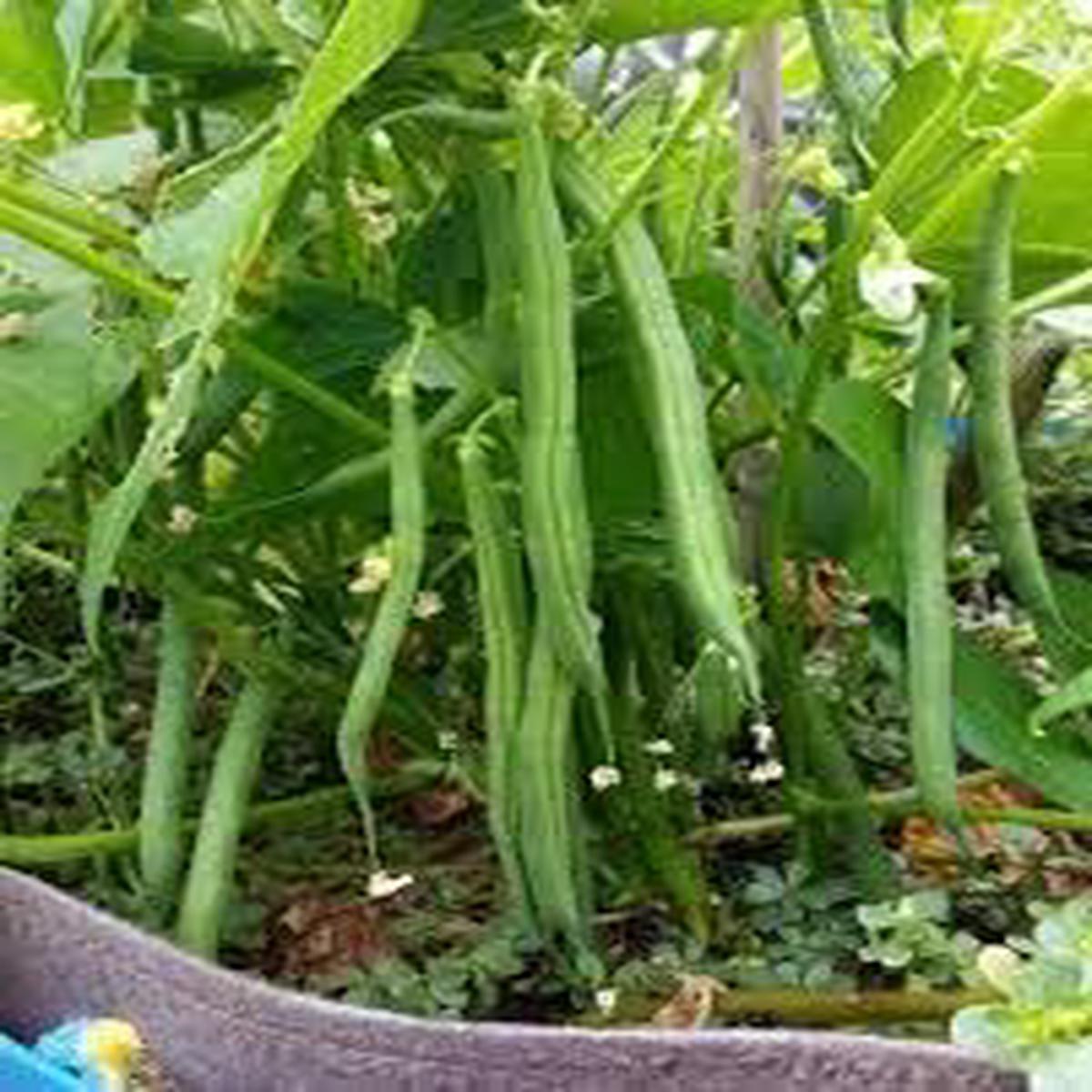 Vigna Seeds for Planting Heirloom & Non-GMO, High Germination Organic Garden Seeds