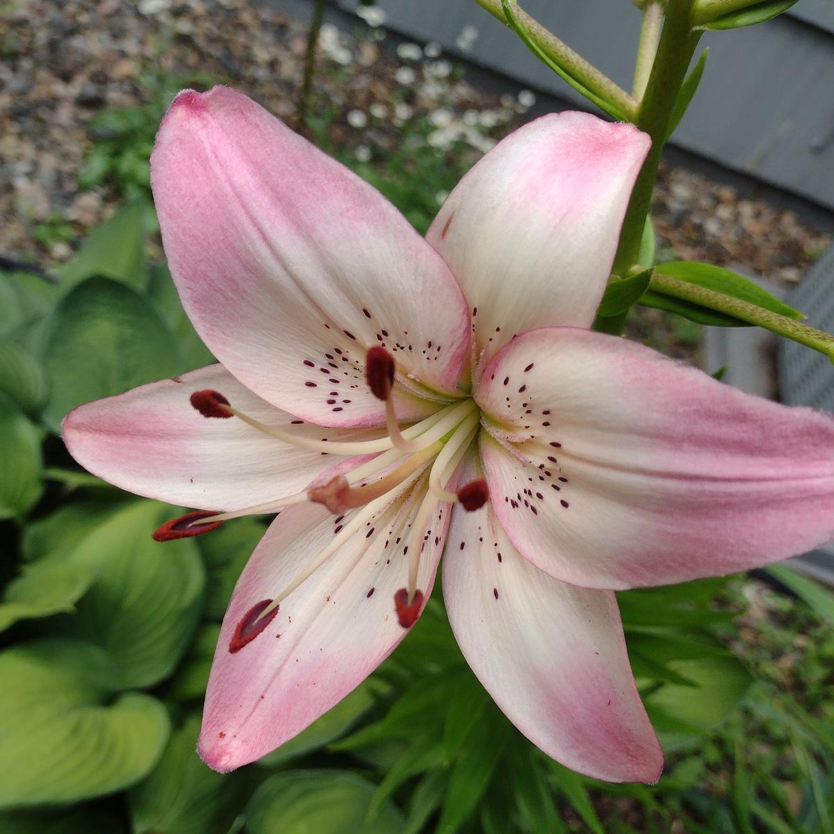 White Light Pink Lilium Flower Seeds for Planting Heirloom, Non-GMO, High Germination