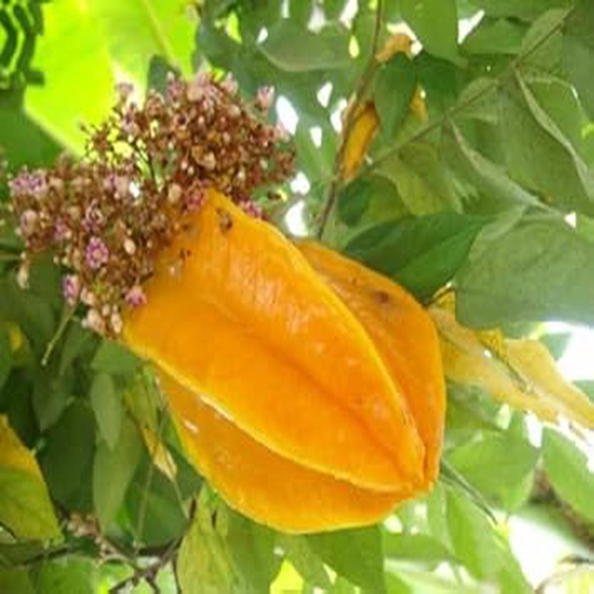 Yellow Starfruit fruit seeds for planting - Heirloom & Non-GMO Garden seeds