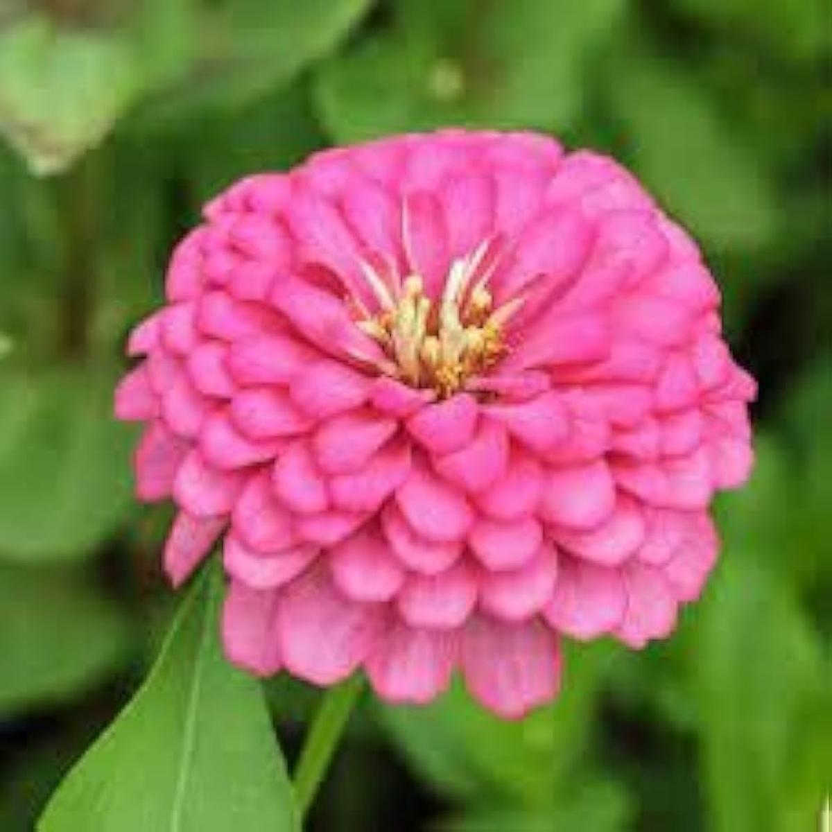 Zinnia Flower seeds for Planting Perfect for Borders, Heirloom & GMO Free Seeds for Home Garden, High Germination
