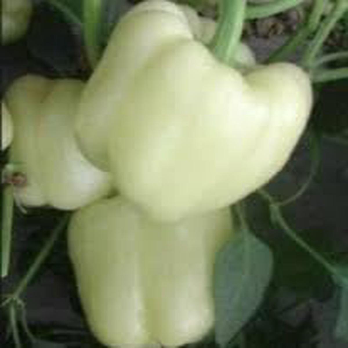 Bell Pepper Seeds for Planting  Heirloom, Non-GMO, Crisp & Flavorful Veggies  Organic Garden Seeds