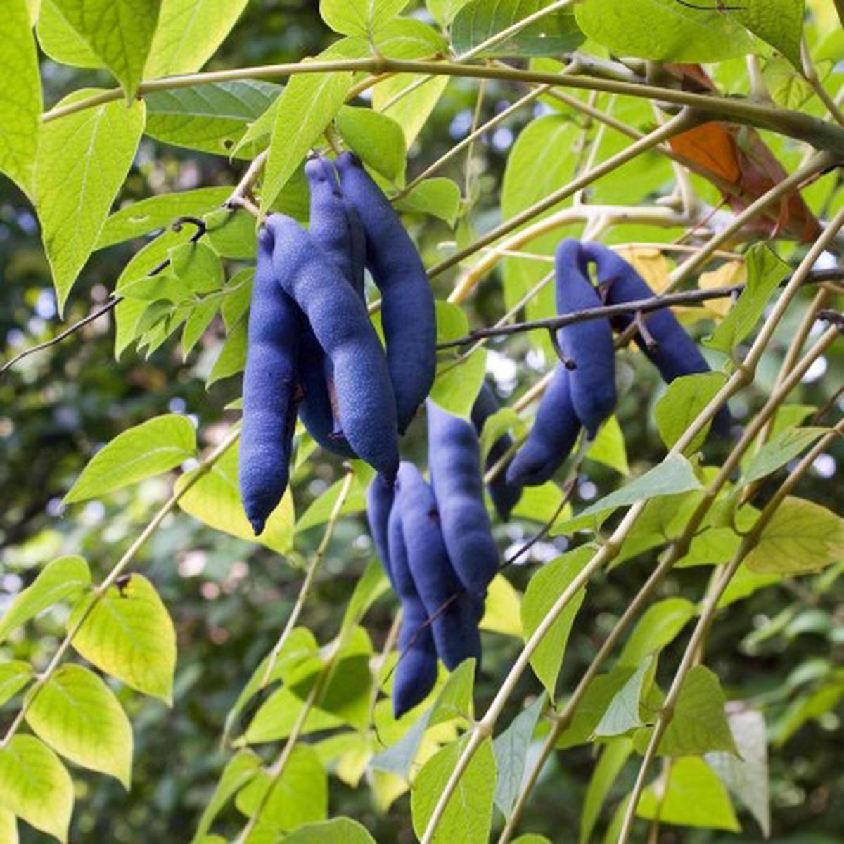 Blue Sausage Fruit Seeds for Planting  Heirloom & Non-GMO Garden seeds, exotic blue pod-shaped fruits