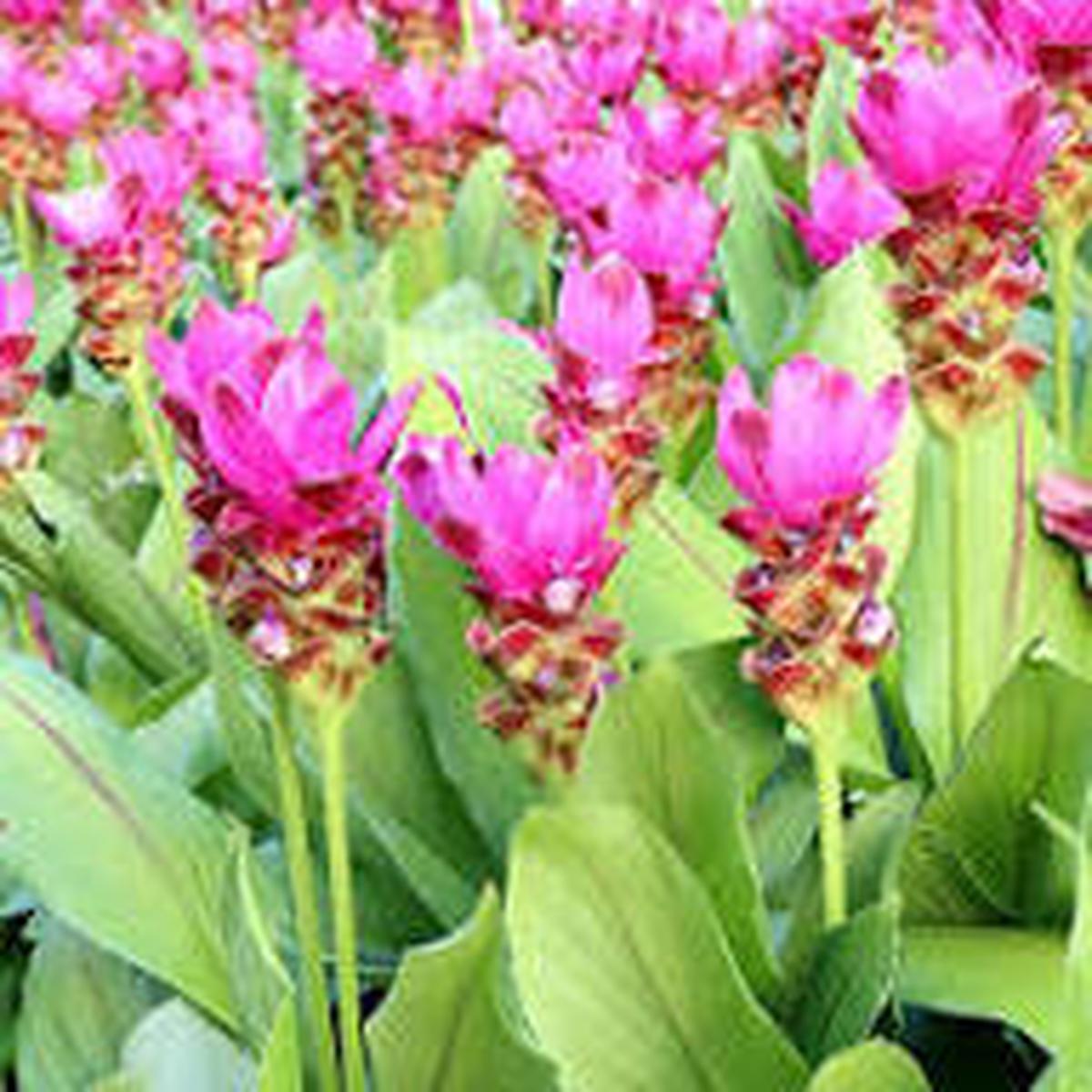 Curcuma Flower Seeds | Heirloom Non-GMO Organic Garden Seeds for Planting