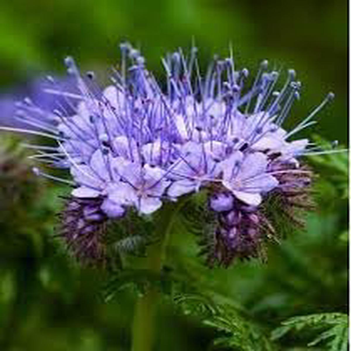 Fiddleneck Flower Seeds for Planting Heirloom, Non-GMO, High Germination Organic Garden Seeds