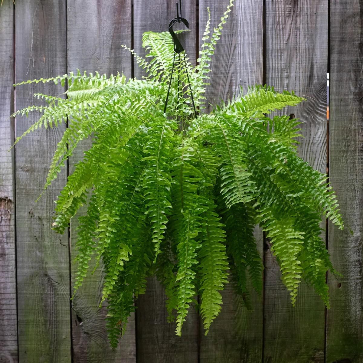 Green Fern Seeds for Planting Heirloom, Non-GMO, Hardy Variety, High Germination