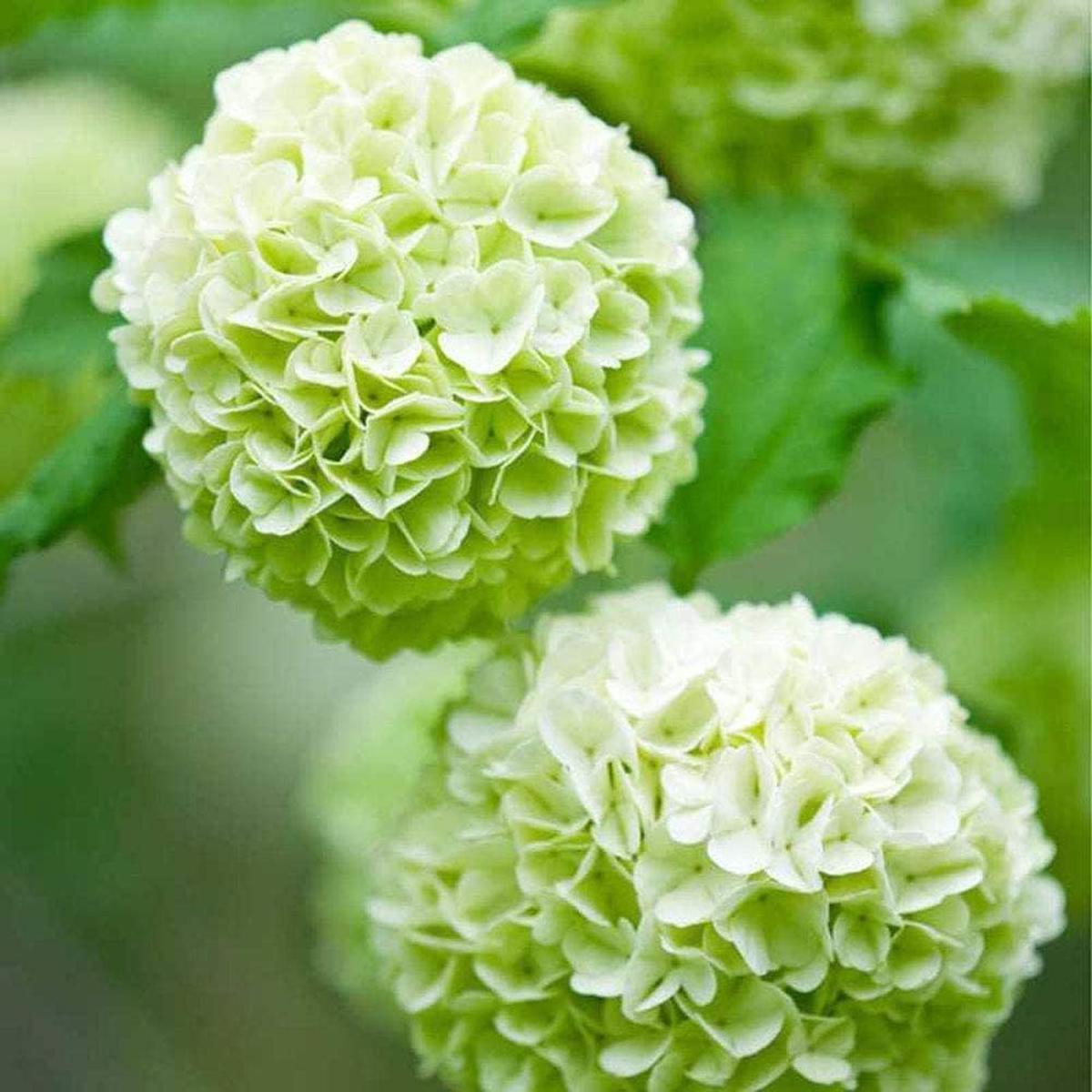 Hydrangea Flower Seeds for Planting Heirloom, Non-GMO, Wildflower Mix, High Germination