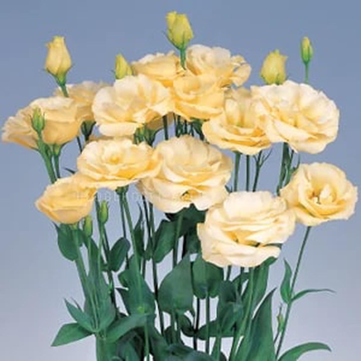 Light Yellow Eustoma Lisianthus Flower Seeds for Planting Heirloom, Non-GMO, High Germination Organic Garden Seeds