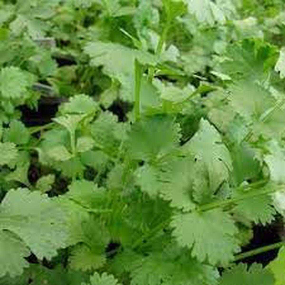 Organic Leisure Splits Cilantro Herb Seeds for Planting Heirloom, Non-GMO, High Germination Garden Seeds