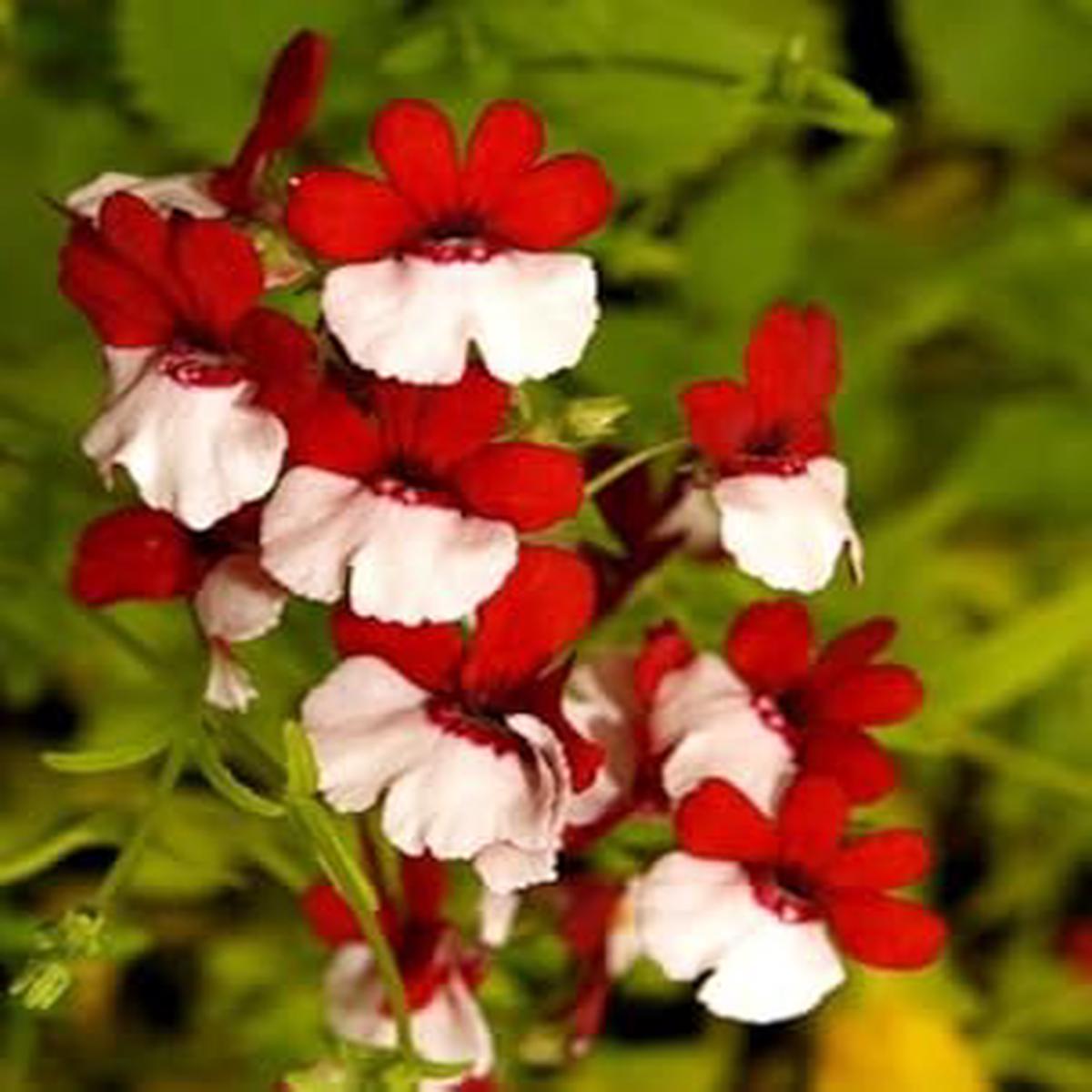 Red White Nemesia Strumosa Flower Seeds for Planting | Heirloom Non-GMO High Germination