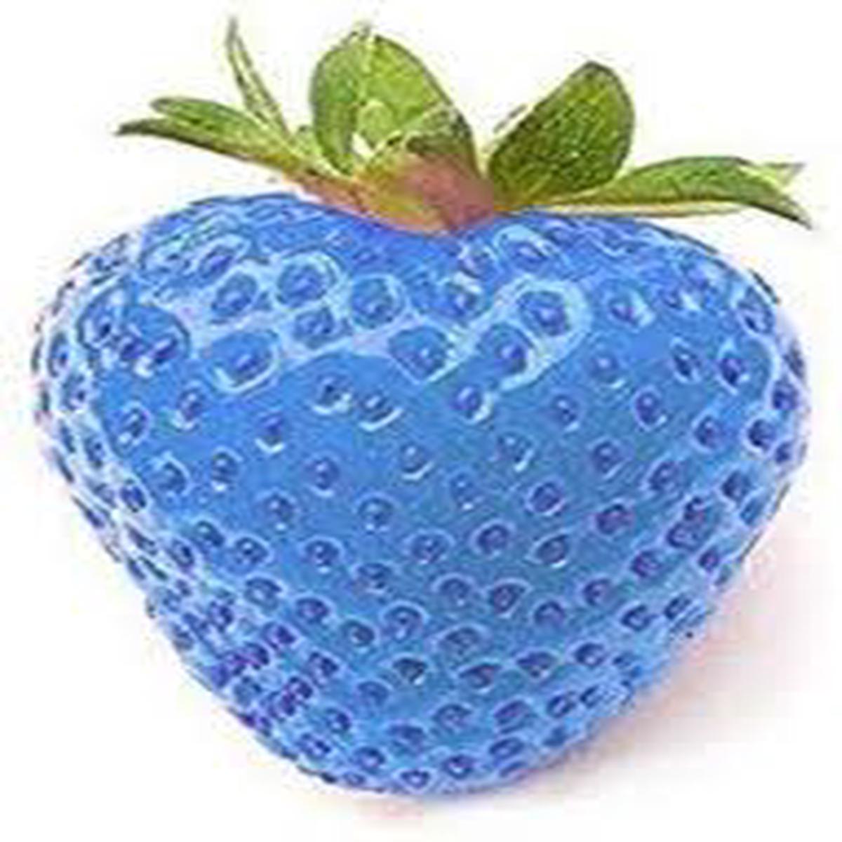 SkyBlue Strawberry Fruit Seeds for Planting  Heirloom, Non-GMO Vibrant Sweet Garden Berry Seeds