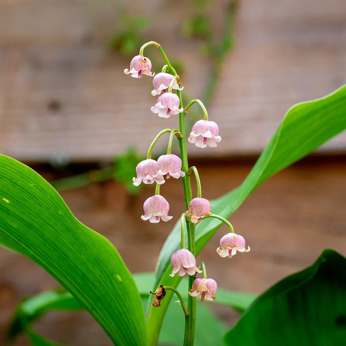 Valley Flower Seeds for Planting Heirloom, Non-GMO, Compact Growth, High Germination
